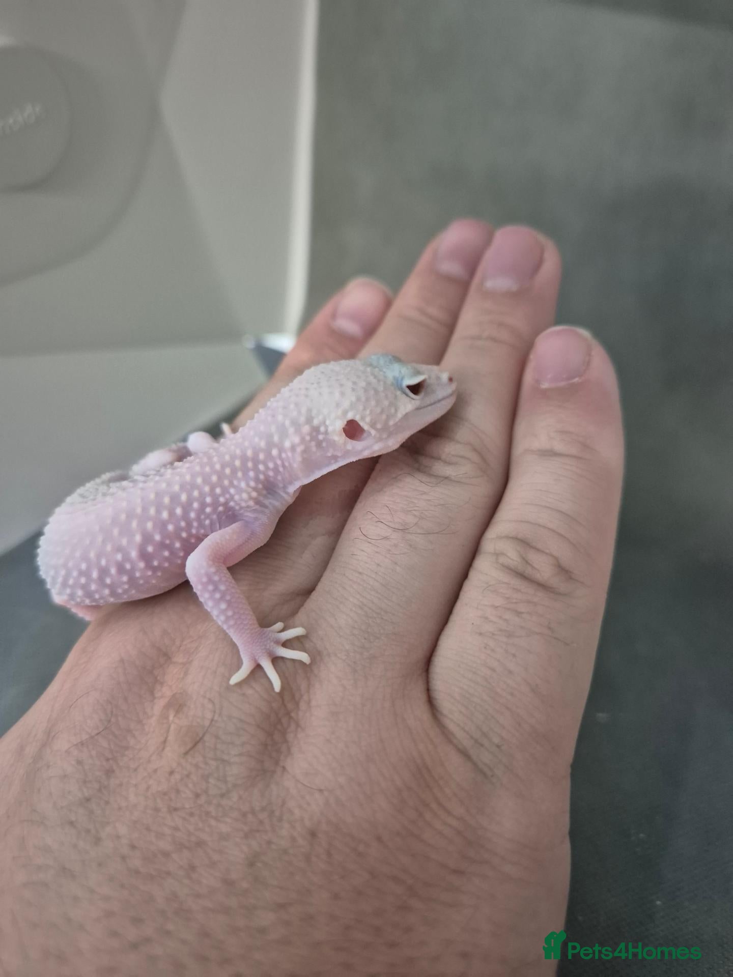Leopard Gecko reptiles Baby leooard geckos for sale  - Advert 1