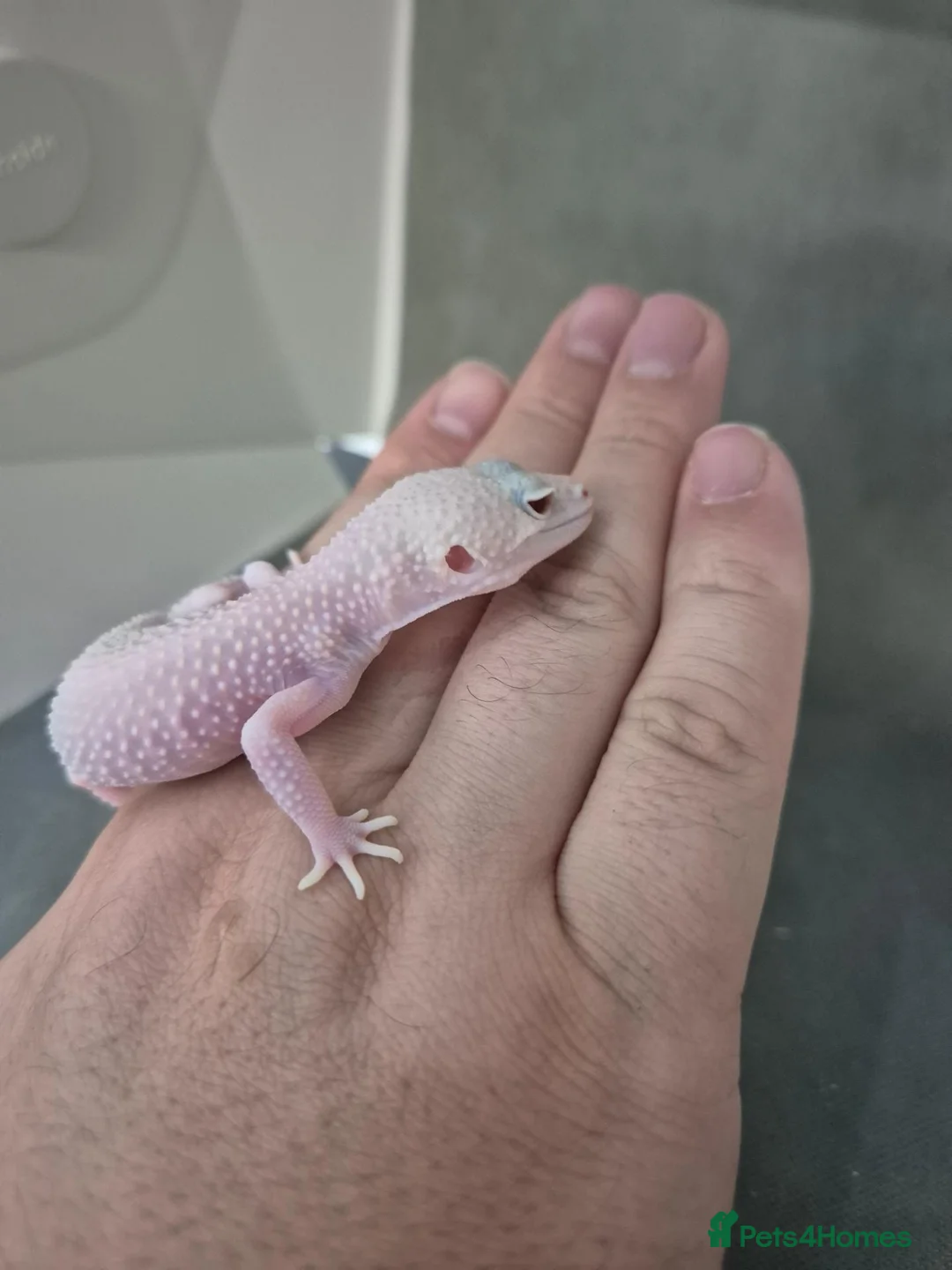 Leopard Gecko reptiles for sale: Baby leooard geckos for sale  - Advert 1