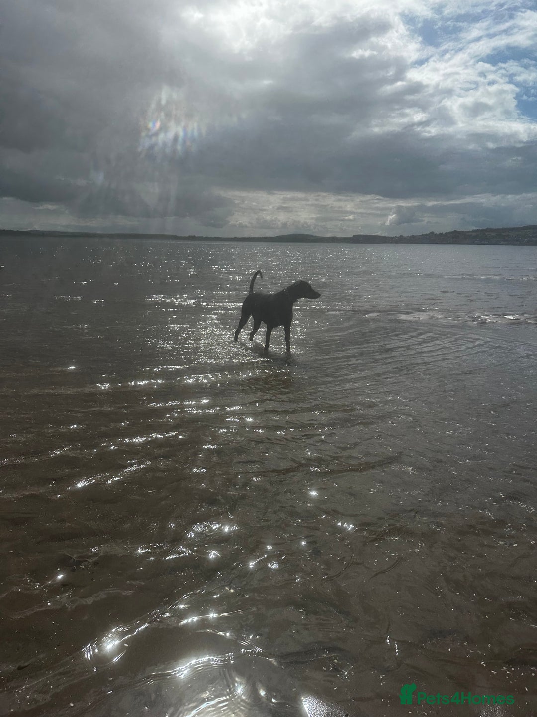 Dobermann dogs for sale: Wonderful Doberman for unfortunate adoption  - Advert 11