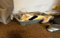 Ragdoll cats for sale: Beautiful Ragdoll Kittens  - Image 3