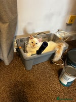 Ragdoll cats - Advert 4