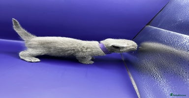 British Shorthair cats - Advert 7