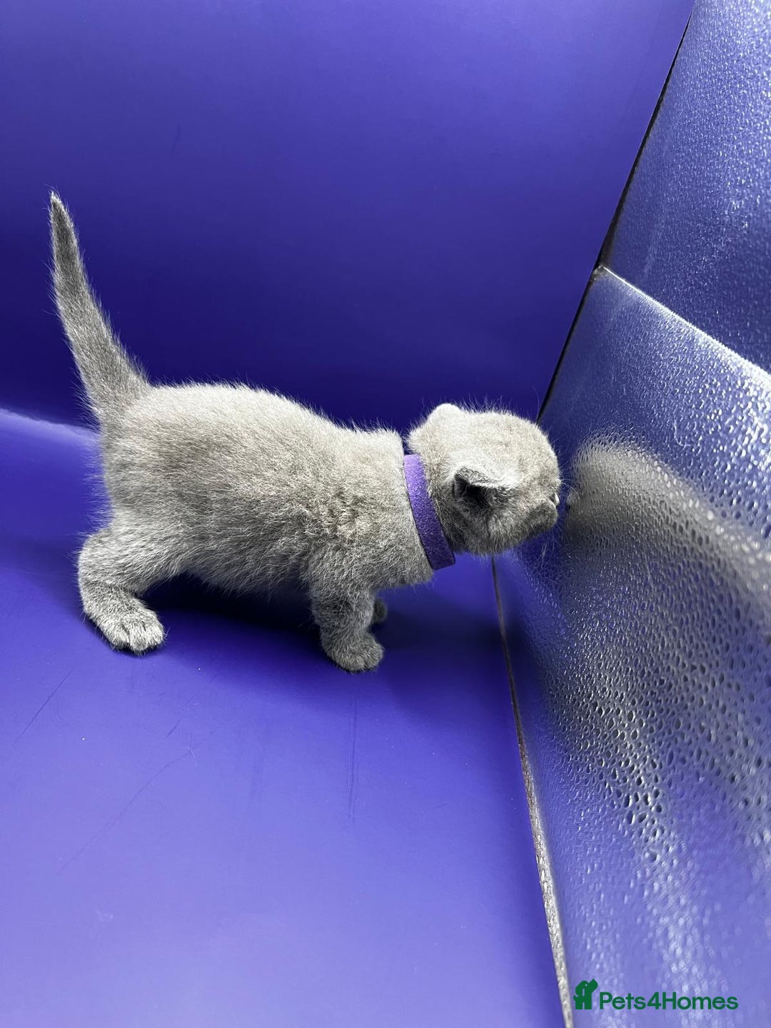 British Shorthair cats for sale: 🏆Grand Imperial Champion Sired GCCF Registered🏆  - Image 2