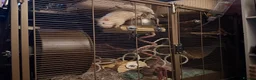 Rat rodents for sale: 3 Male Rats - Advert 4