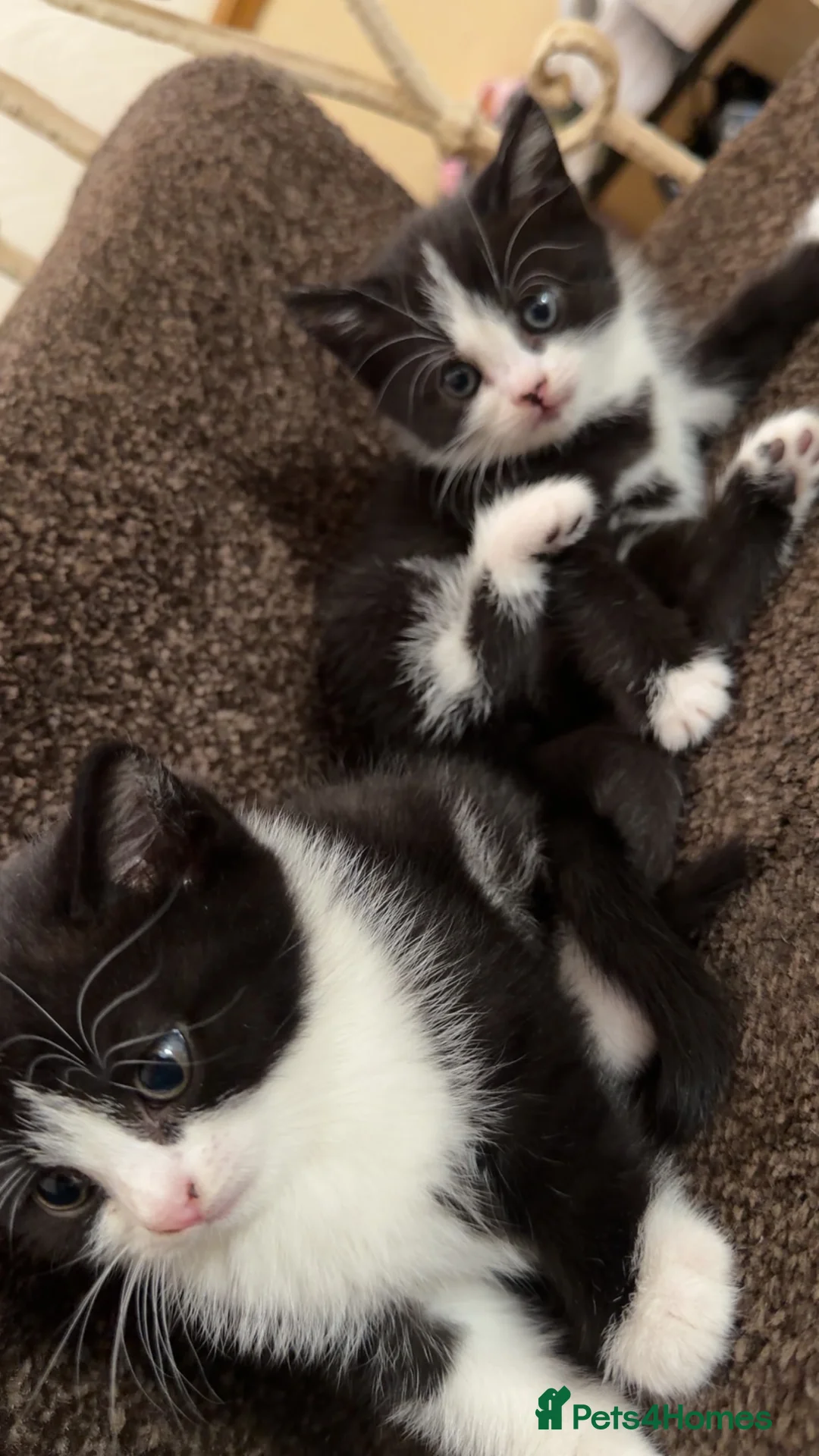 British Shorthair cats for sale: British shorthair kittens - Advert 2