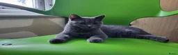 British Shorthair cats for sale: British short hair kitten  in Ilford - Advert 8