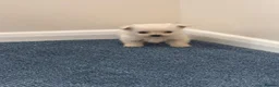 Chihuahua dogs for sale: Chihuahua puppies  in Glasgow - Advert 8