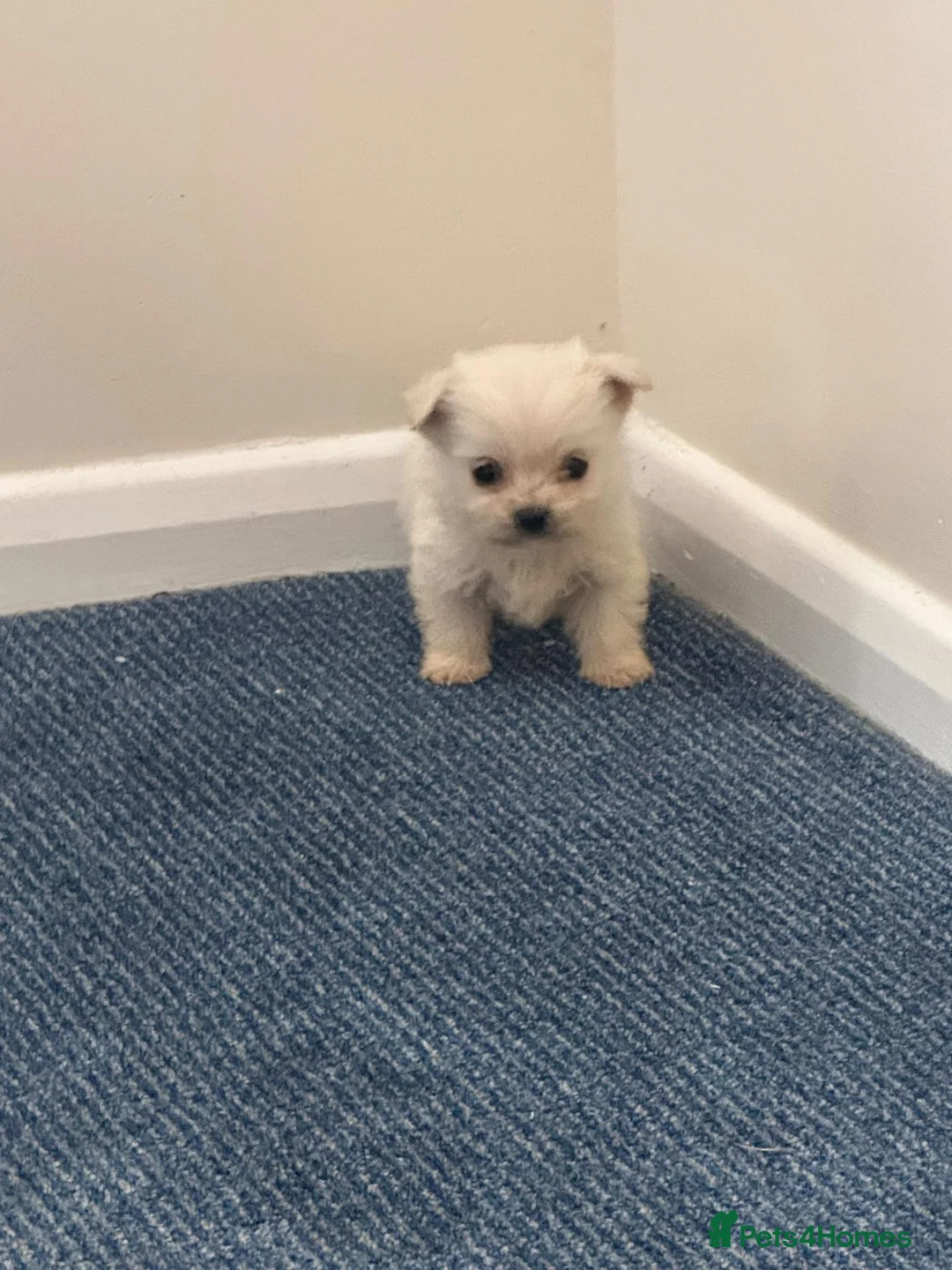 Chihuahua dogs for sale: Chihuahua puppies  in Glasgow - Advert 8