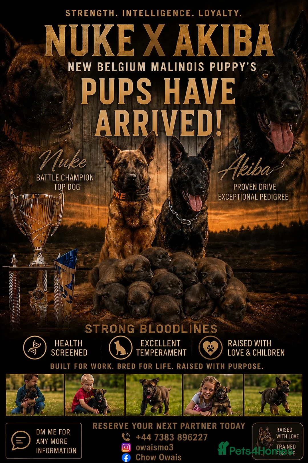 Belgian Shepherd Dog dogs for sale:  Belgian Malinois KC Bloodline Puppies - Advert 1
