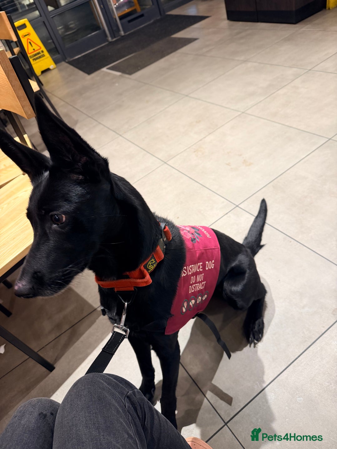 Belgian Shepherd Dog dogs for sale: Storm the Maligator  - Advert 1