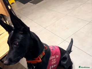 Belgian Shepherd Dog dogs Storm the Maligator - Advert 1