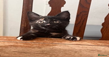 Mixed Breed cats - Advert 3
