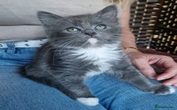 Ragdoll cats for sale: 6 CROSS RAGDOLL KITTENS WAITING FOR A LOVING HOME - Image 3