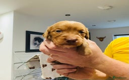 Cocker Spaniel dogs for sale: Fox Red Cocker Spaniel - Image 12