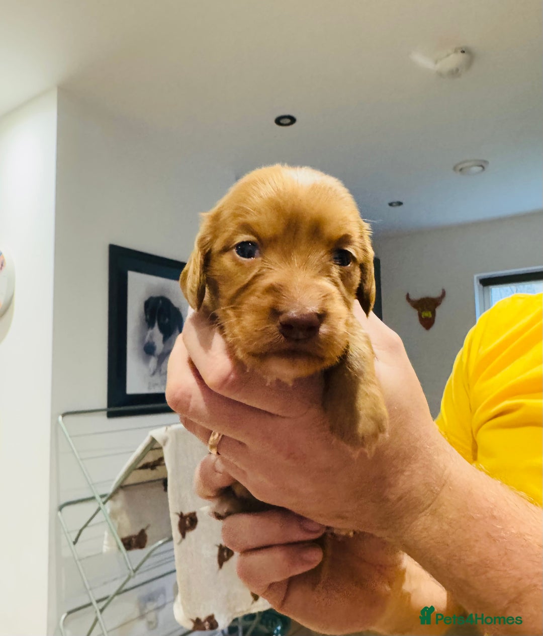 Cocker Spaniel dogs for sale: Fox Red Cocker Spaniel - Image 12