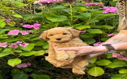 Mixed Breed dogs for sale:  Cavapoo x Cockapoo Ready 9th August - Image 32
