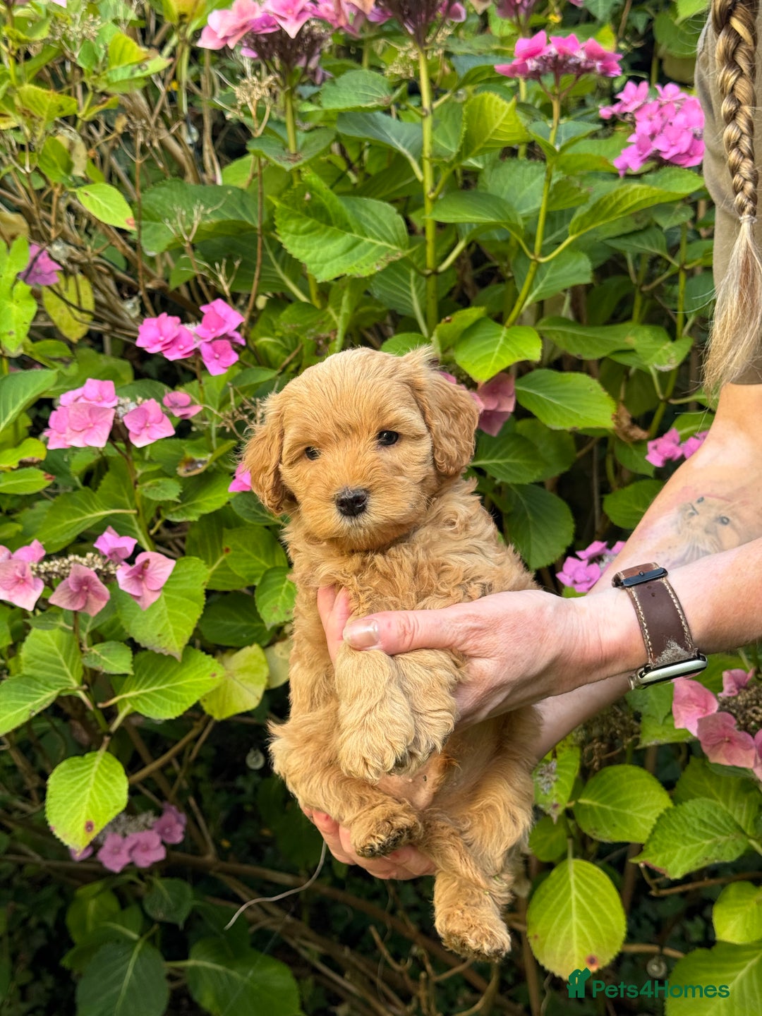 Mixed Breed dogs for sale:  Cavapoo x Cockapoo Ready 9th August - Image 32