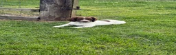 Sprocker dogs for sale: Male Sprocker Spaniel: Vaccinated/Health-Checked in Llandysul - Advert 3