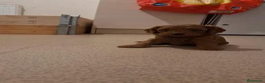 Cockapoo 2