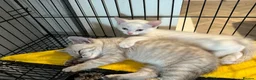 British Shorthair cats for sale: Beautiful, Loving Kittens - Advert 3
