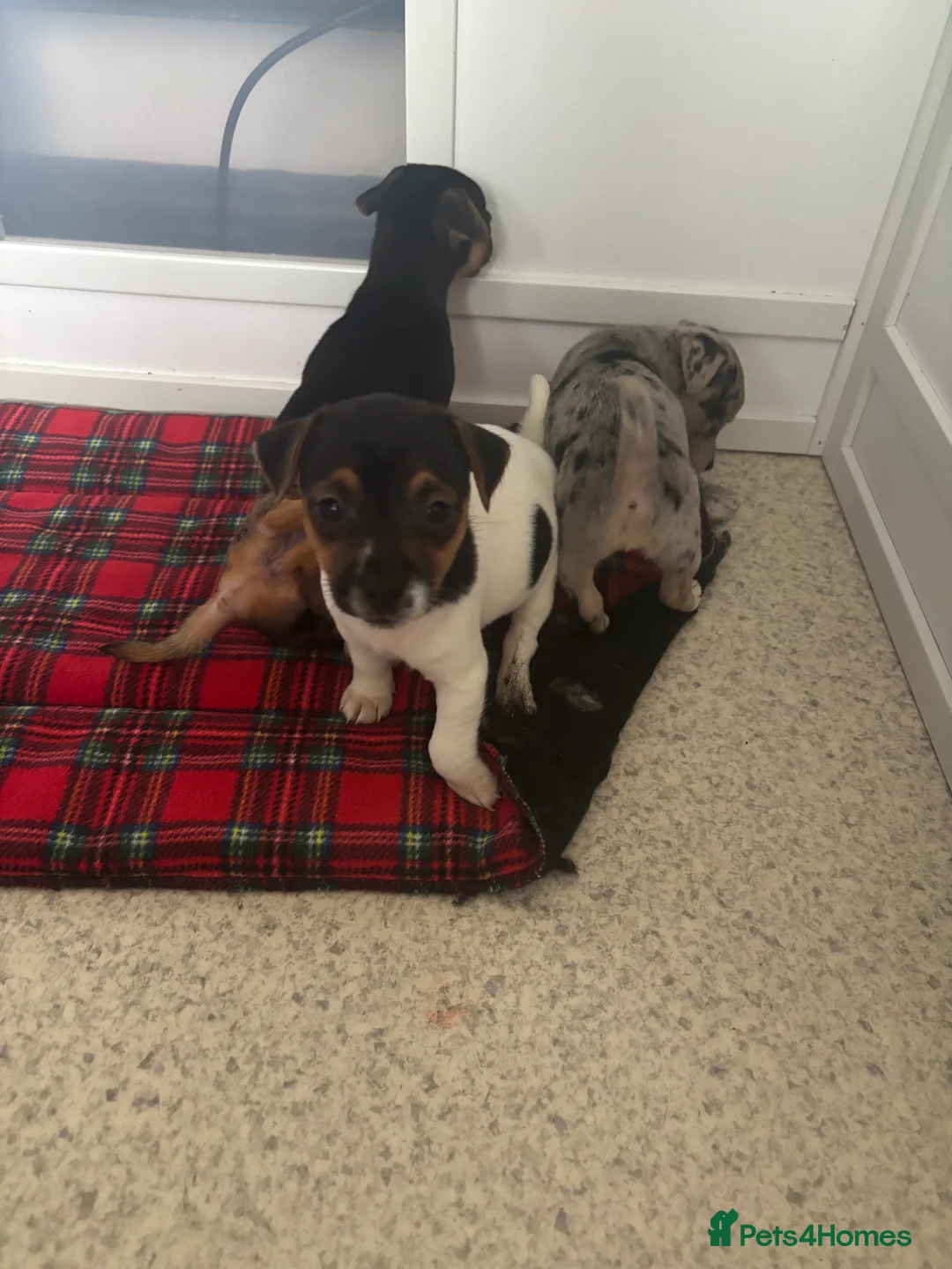 Jack Russell dogs for sale: Full jack russell puppies  - Advert 9
