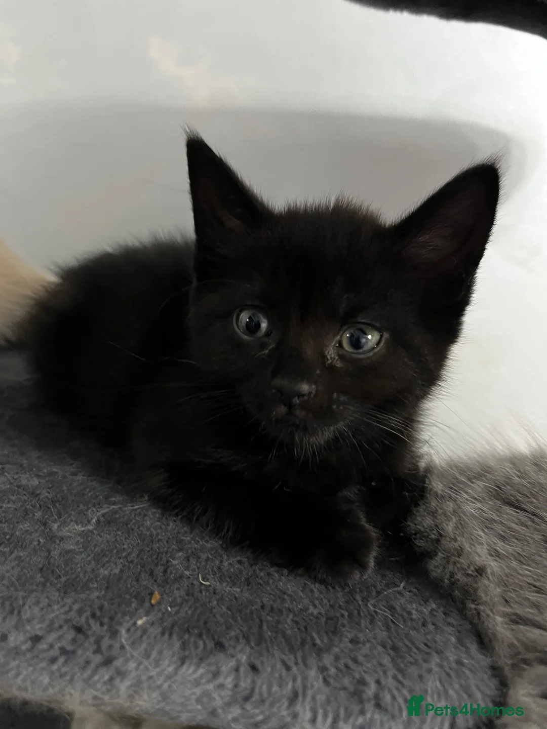 Mixed Breed cats for sale: Lovely kittens ready for loving homes - Advert 16
