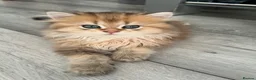 British Longhair cats for sale: 5 British longhairs for sale in London - Advert 9
