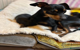 Miniature Pinscher dogs for sale: Gorgeous MinPin Puppies-Ready from 8th Dec! - Advert 1