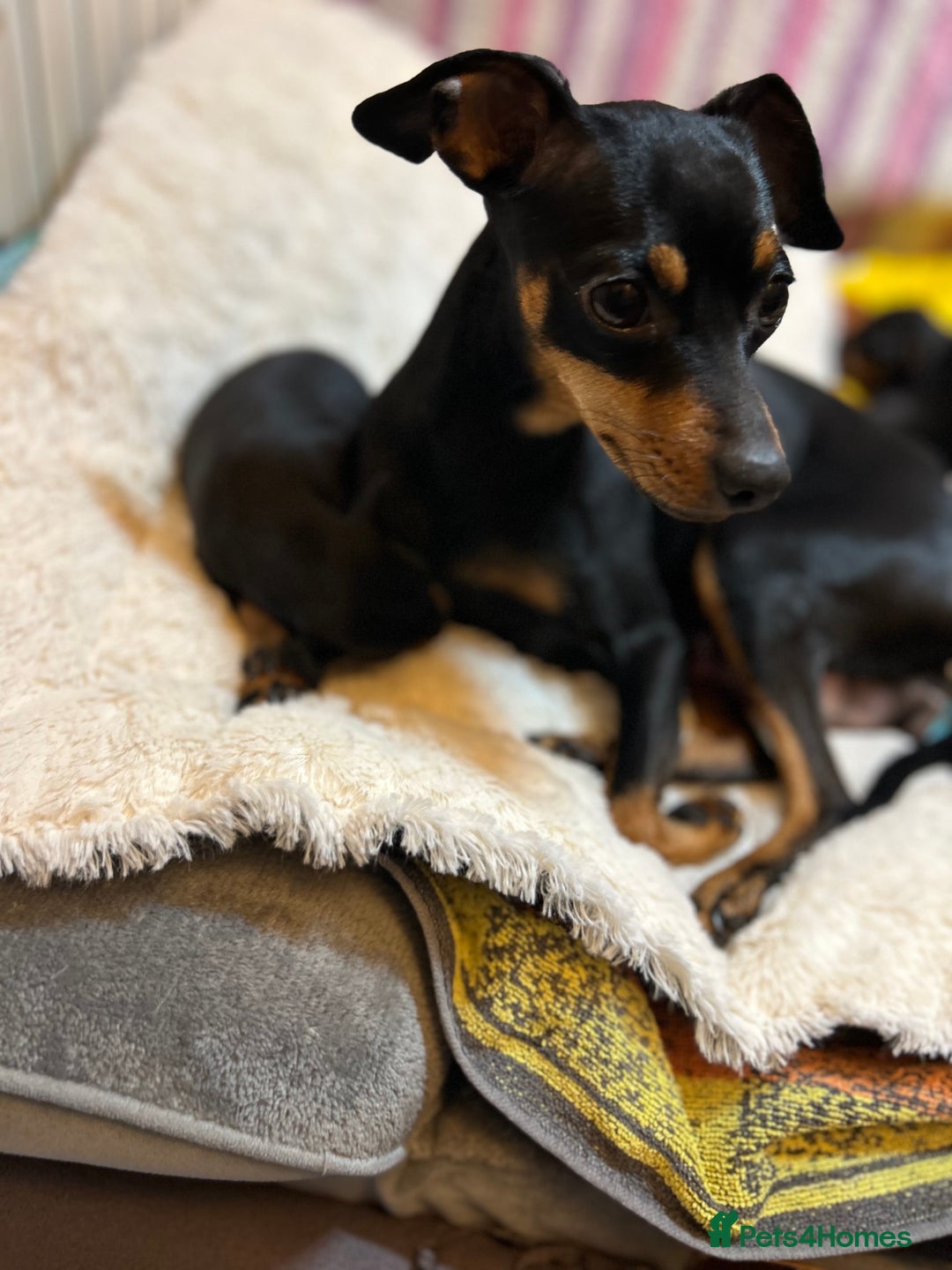 Miniature Pinscher dogs for sale: Gorgeous MinPin Puppies-Ready from 8th Dec! - Advert 1