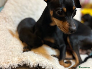 Miniature Pinscher dogs - Advert 12