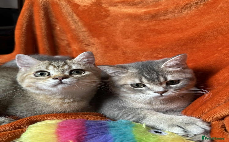 British Shorthair cats - Advert 8