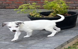 Border Collie dogs for sale: 2 puppies left/1 white Merle and black and white . - Image 1