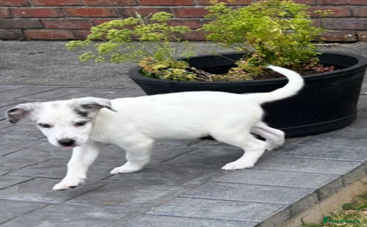 Border Collie dogs - Advert 8