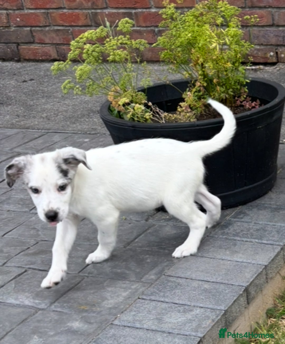 Border Collie dogs for sale: 2 puppies left/1 white Merle and black and white . - Image 1
