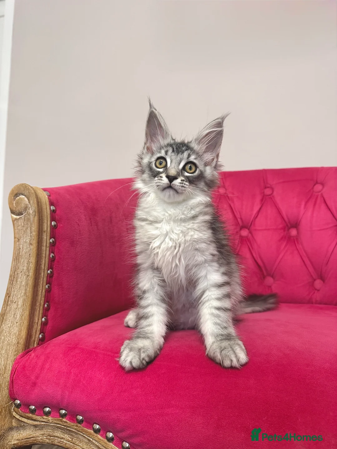 Maine Coon cats for sale: MaineCoon Kittens 🏆20+Gen🧬 Outstadning Pedigree - Advert 36