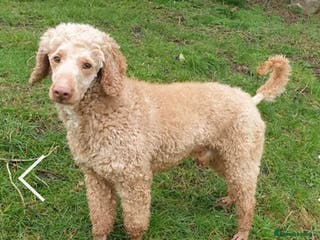 Miniature Poodle dogs extensively health tested miniture poodle in Swansea - Advert 5