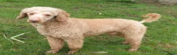 Miniature Poodle dogs for stud: extensively health tested miniture poodle in Swansea - Advert 1