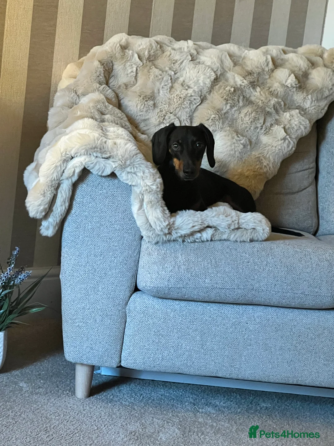 Dachshund dogs for sale: Dachshund  - Advert 2