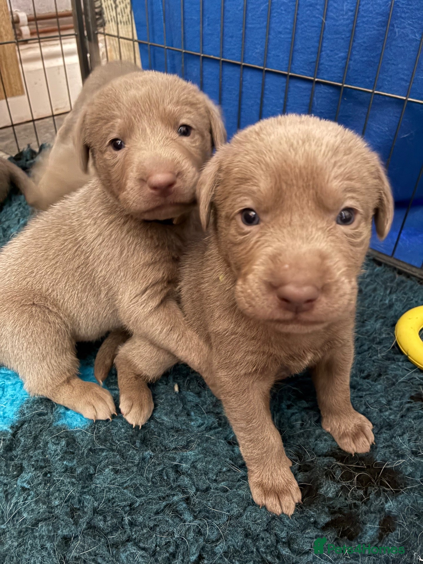 Labrador Retriever dogs for sale: Dna clear kc silver labrador pups  - Advert 14