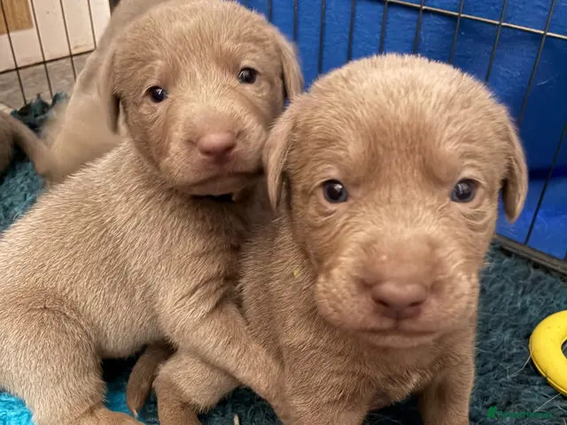 Labrador Retriever dogs for sale: Dna clear kc silver labrador pups - Advert 14