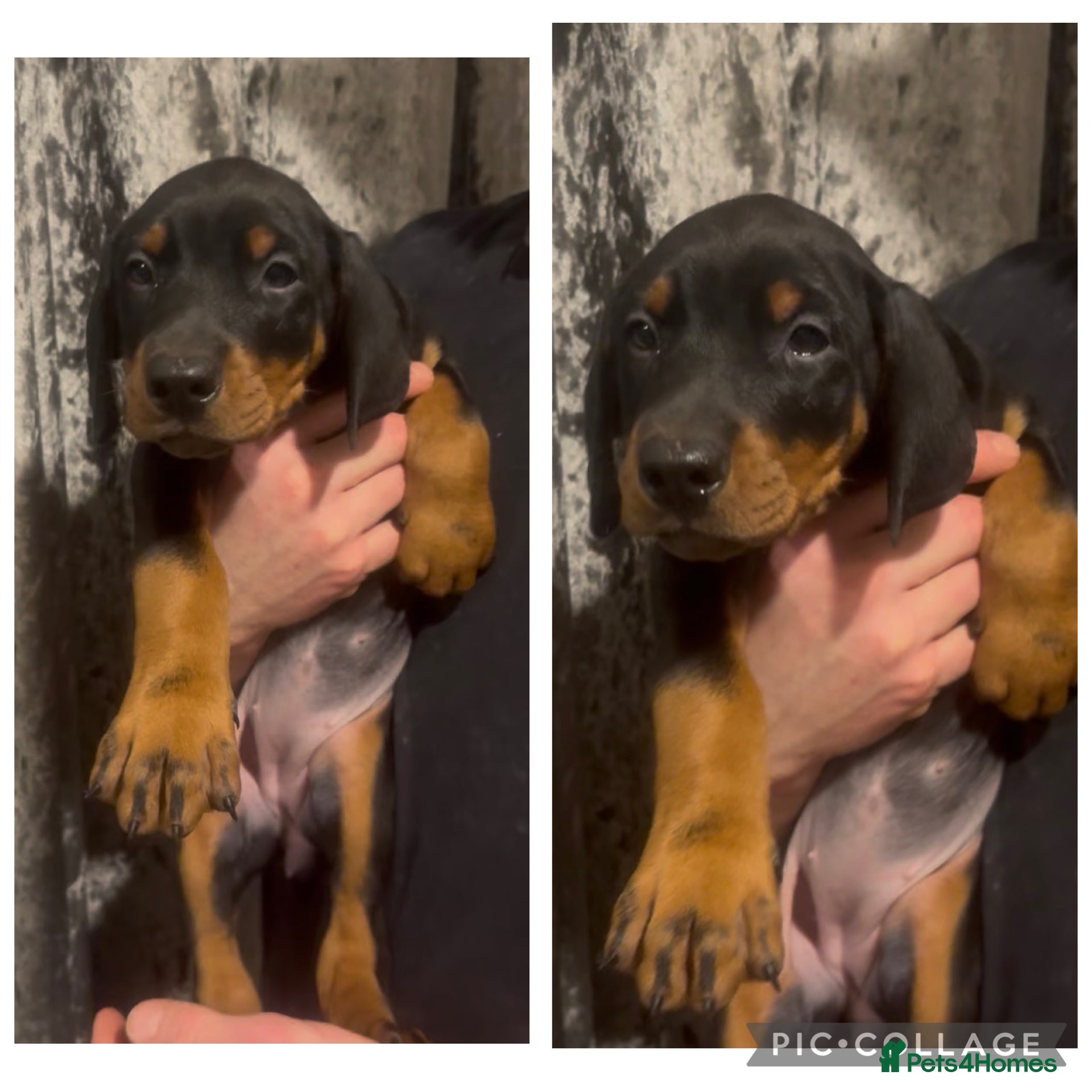 Dobermann dogs Ready now Black and Tan girls / health tested  - Advert 1
