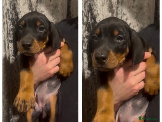 Dobermann dogs Ready now Black and Tan girls / health tested - Advert 1