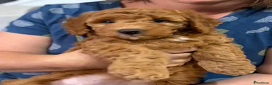 Labradoodle 5