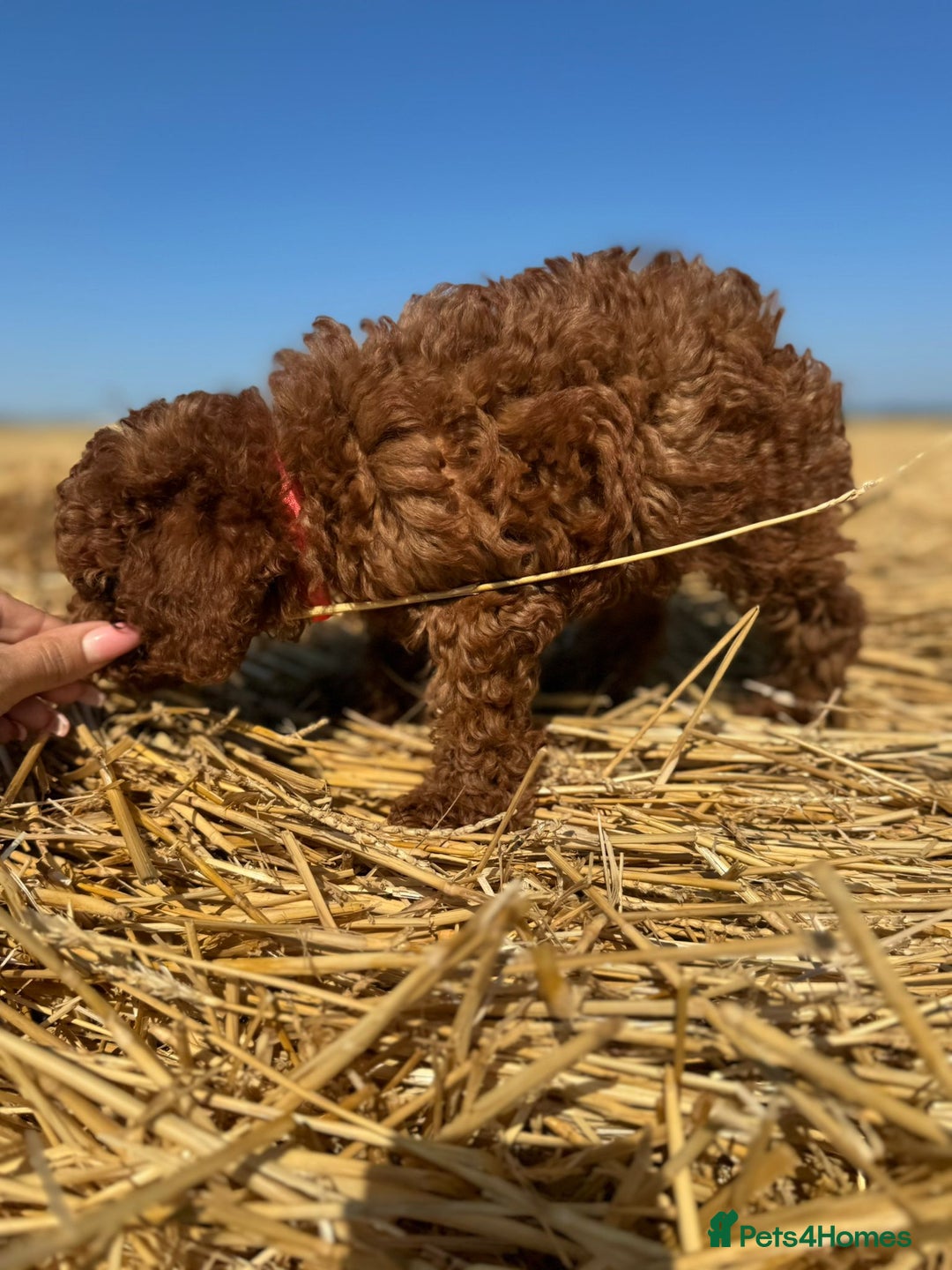 Toy Poodle dogs for sale: Toy Poodle Puppy – Red Apricot Girl - Image 5