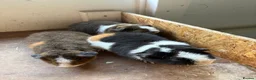 Guinea Pig rodents for sale: Teddy guinea pigs  - Advert 2