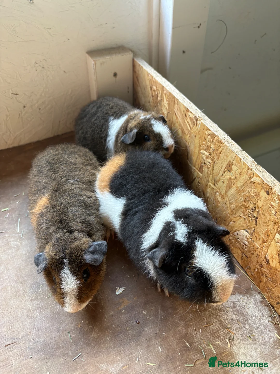 Guinea Pig rodents for sale: Teddy guinea pigs  - Advert 2