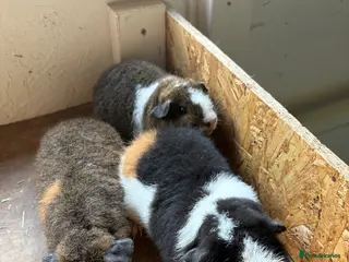 Guinea Pig rodents Teddy guinea pigs - Advert 2