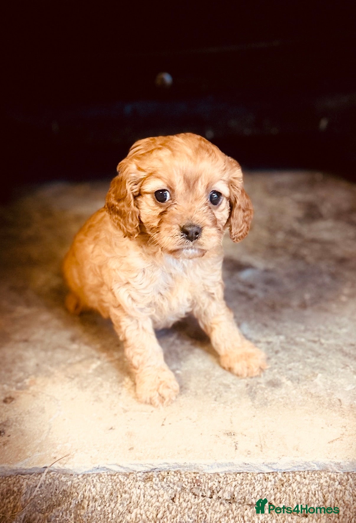 Cavapoo dogs Exceptional F1 Cavapoo Pups Health Tested - Advert 2