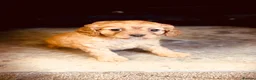 Cavapoo dogs for sale: Exceptional F1 Cavapoo Pups Health Tested - Advert 2