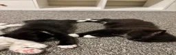 British Shorthair cats for sale: 2 lovely British short hair kittens - Advert 2